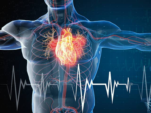 Anatomical image of upper body showing heart, blood vessels, ECG line, and DNA strands, highlighting cardiovascular health.