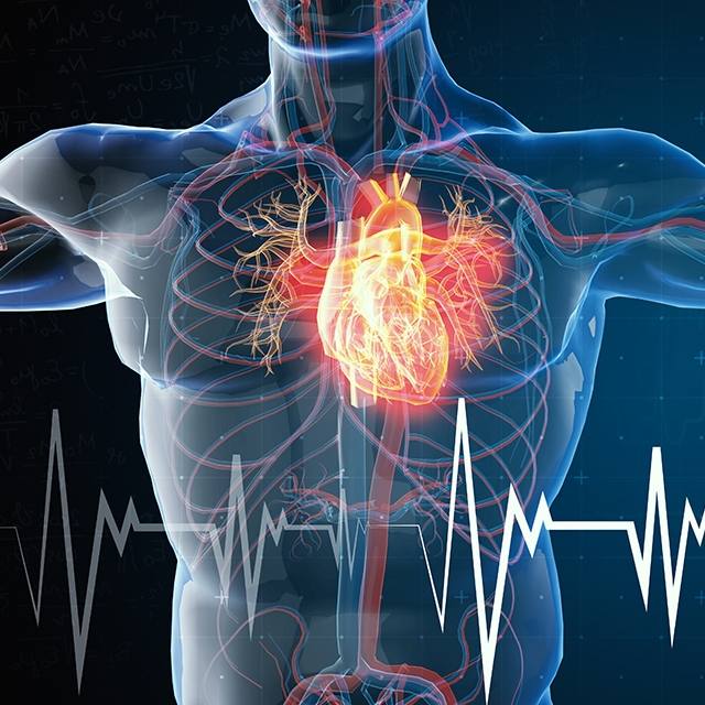 Anatomical image of upper body showing heart, blood vessels, ECG line, and DNA strands, highlighting cardiovascular health.