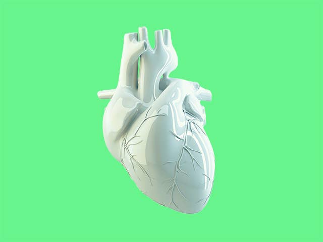 Detailed 3D representation of a human heart against a plain white background, highlighting its anatomical features.