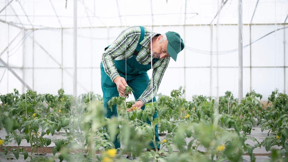 Grey haired man wearing green plaid shirt, green overalls and green hat, bending over and cutting plants inside a greenhouse