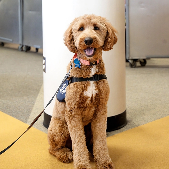 A dog named Beau is supporting students at Covenant High School Central in Detroit.
