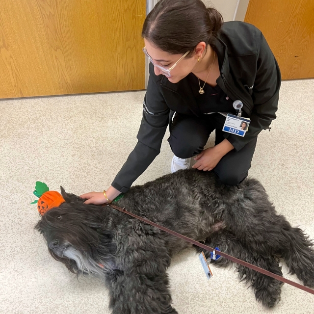 Therapy dog laying on the floor while being petted by a care provider