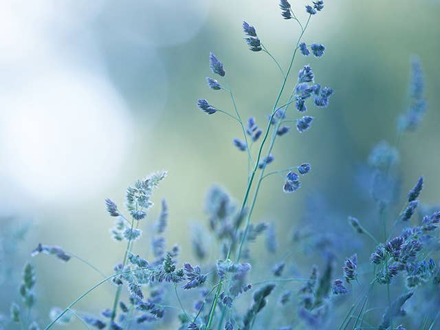 A field of blue flowers in focus, with a soft, blurry background enhancing the vibrant colors of the blooms.