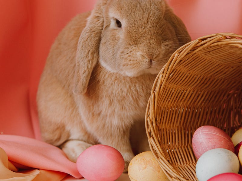 Coelho e ovos de chocolate são símbolos da Páscoa.