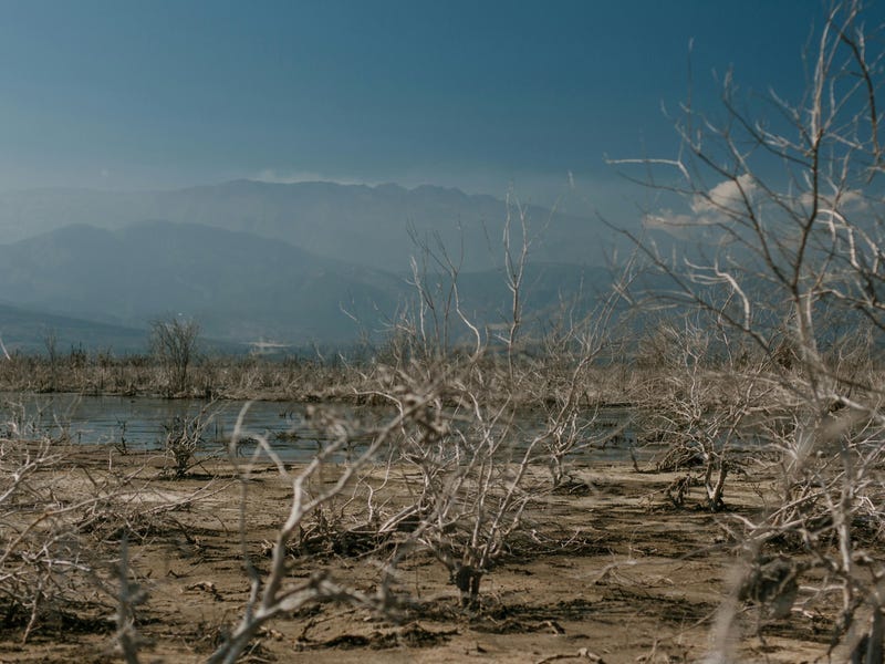 Plantas secas na costa de um reservatório por conta das mudanças climáticas.