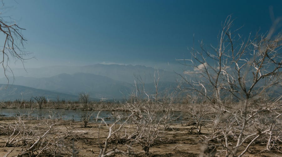 Plantas secas na costa de um reservatório por conta das mudanças climáticas.