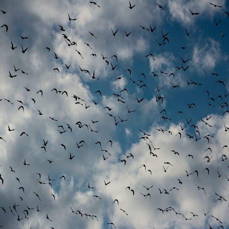 Pássaros em espanhol voam no céu azul
