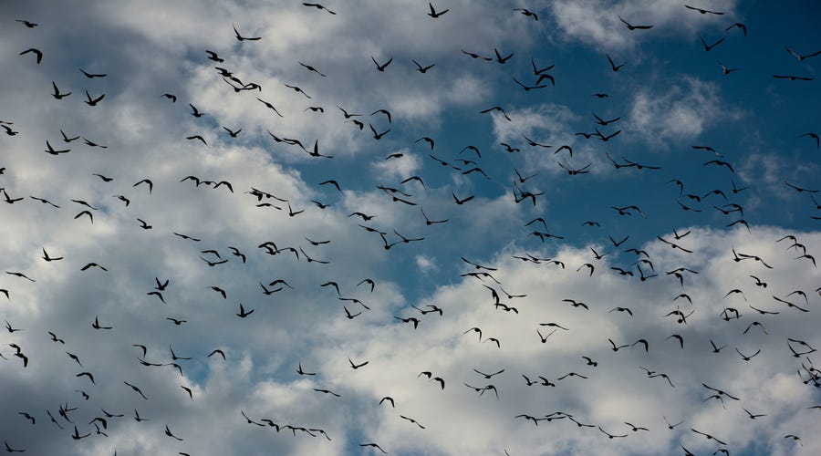 Pássaros em espanhol voam no céu azul
