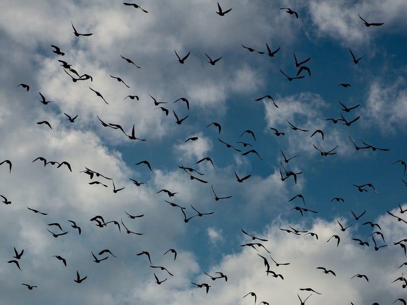 Pássaros em espanhol voam no céu azul