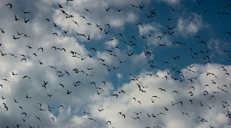 Pássaros em espanhol voam no céu azul