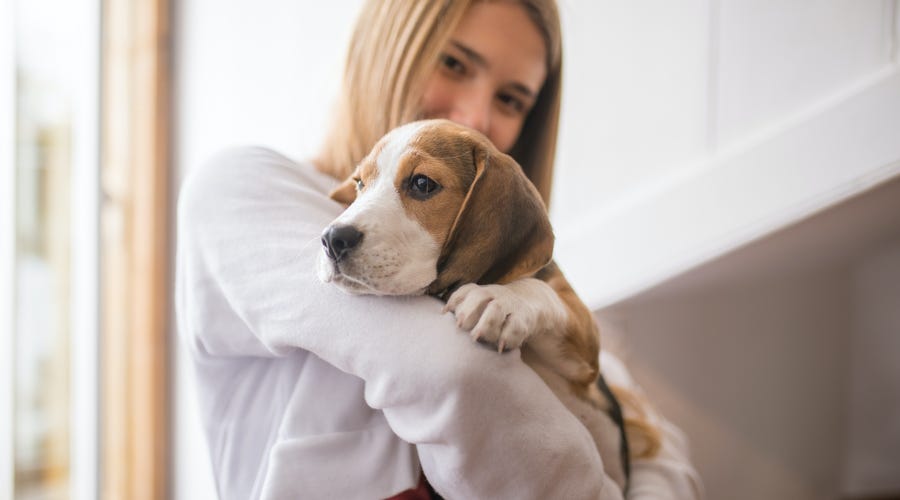 Garota segura cachorro enquanto aprende sobre animais em espanhol