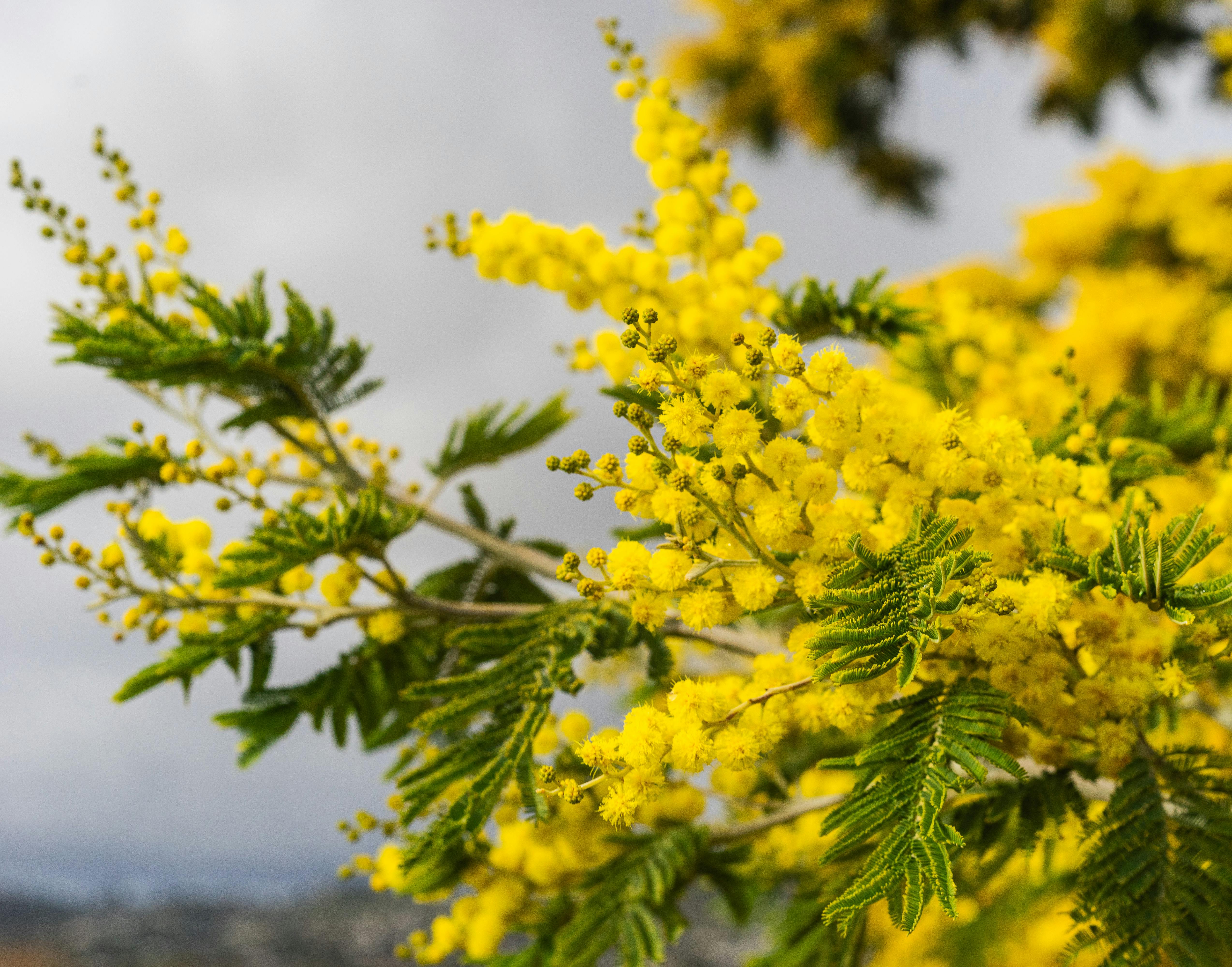 Ramo de flores em alemão amarelas para simbolizar a alegria e vivacidade do povo.