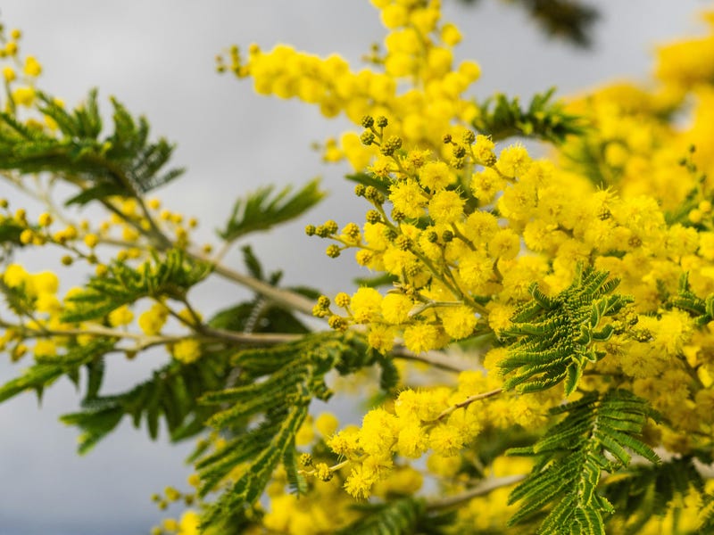 Ramo de flores em alemão amarelas para simbolizar a alegria e vivacidade do povo.