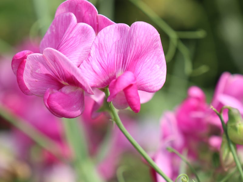 Flores francesas balançam ao vento