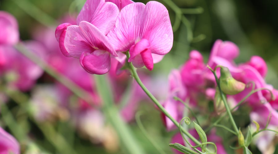 Flores francesas balançam ao vento
