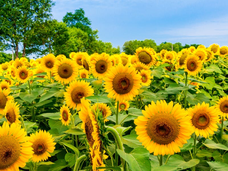 Campo de flores em espanhol