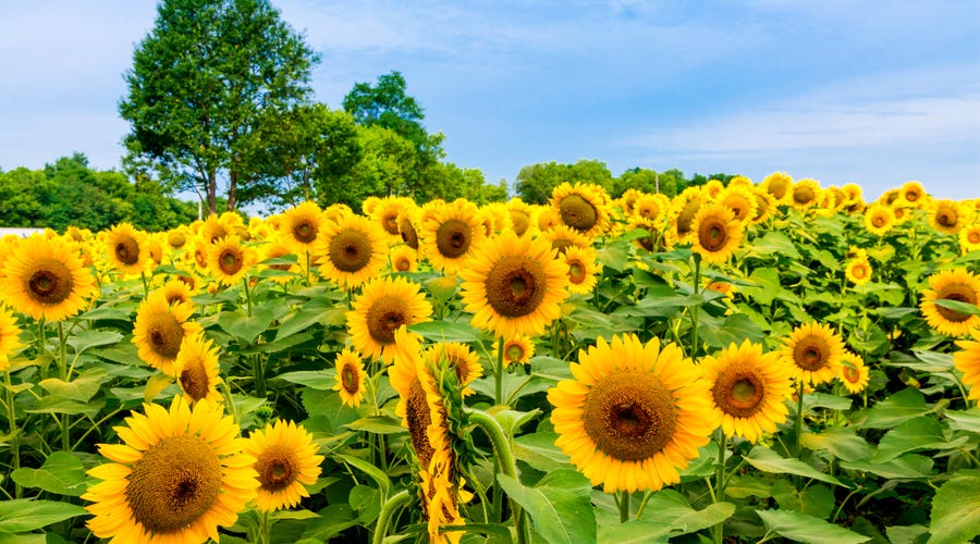 Campo de flores em espanhol