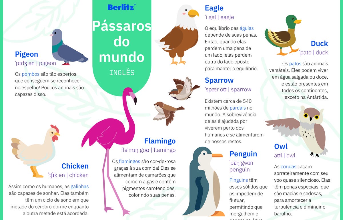 Material de pássaros em inglês com fatos curiosos