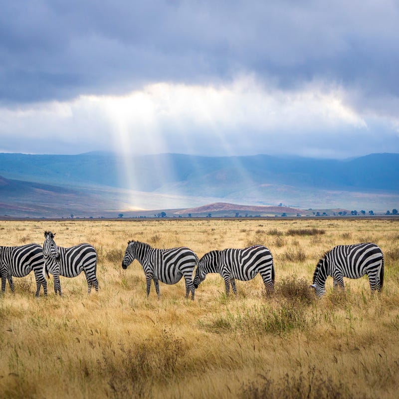 Zebras e mais animais em inglês podem viver na natureza