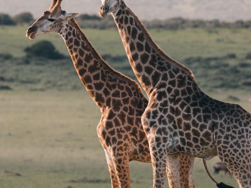 Girafas e mais animais em francês