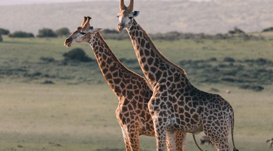 Girafas e mais animais em francês