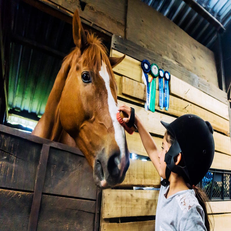 Cavalos e mais sons de animais em inglês