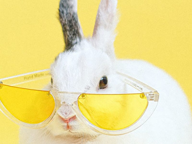 Aprenda coelhos e mais animais em alemão