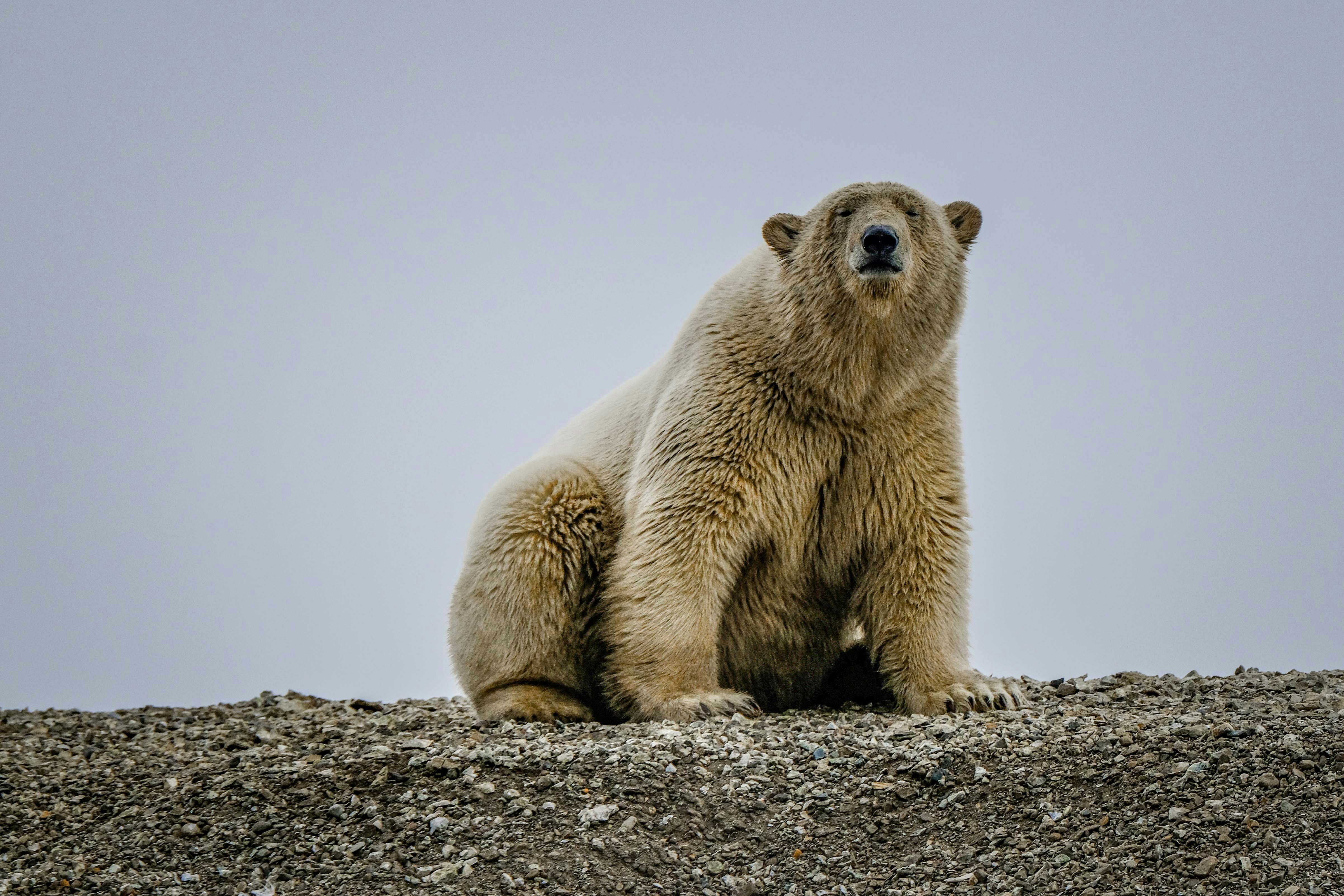 impactos-mudancas-climaticas-empresas-urso.jpg