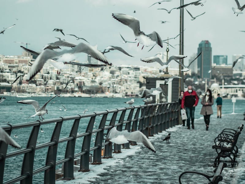 Pássaros em francês passeiam em costa de cidade