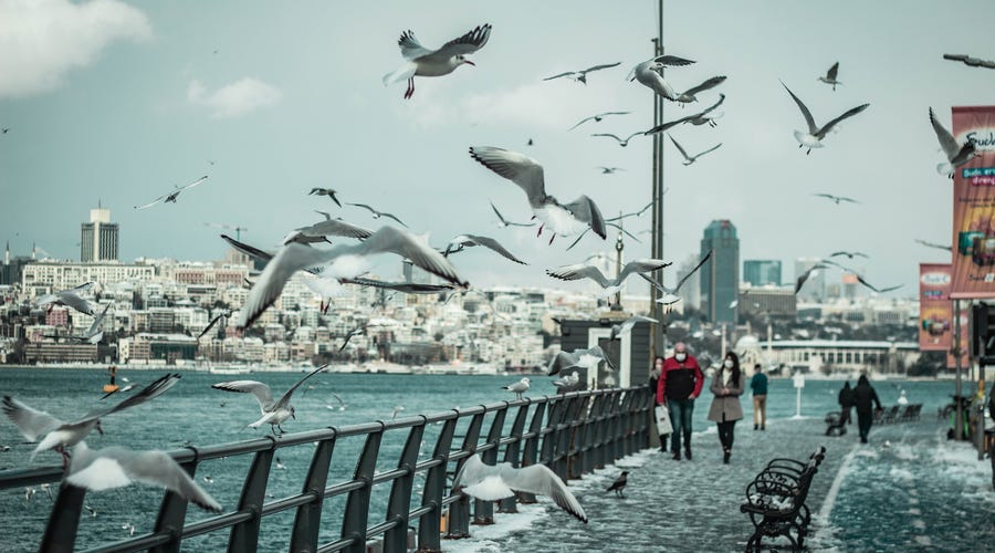 Pássaros em francês passeiam em costa de cidade