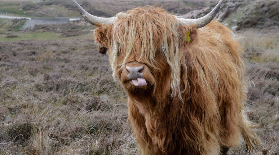 Vaca enrola a língua com palavras compridas em francês