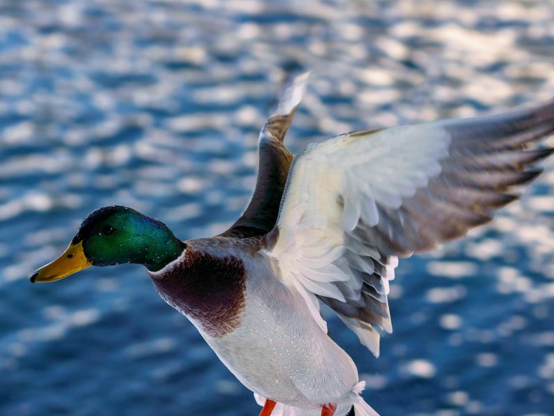 Pato voando sobre uma lagoa para representar os pássaros em alemão.