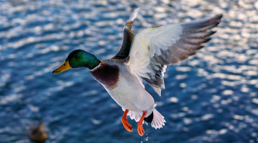 Pato voando sobre uma lagoa para representar os pássaros em alemão.