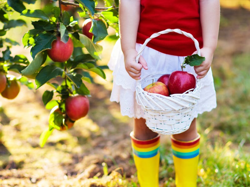 Criança segura cesta de maçãs para aprender como dizer frutas em alemão