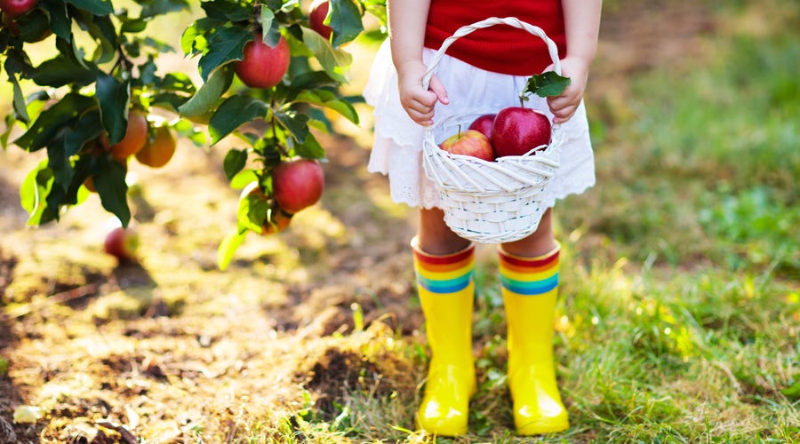 Criança segura cesta de maçãs para aprender como dizer frutas em alemão