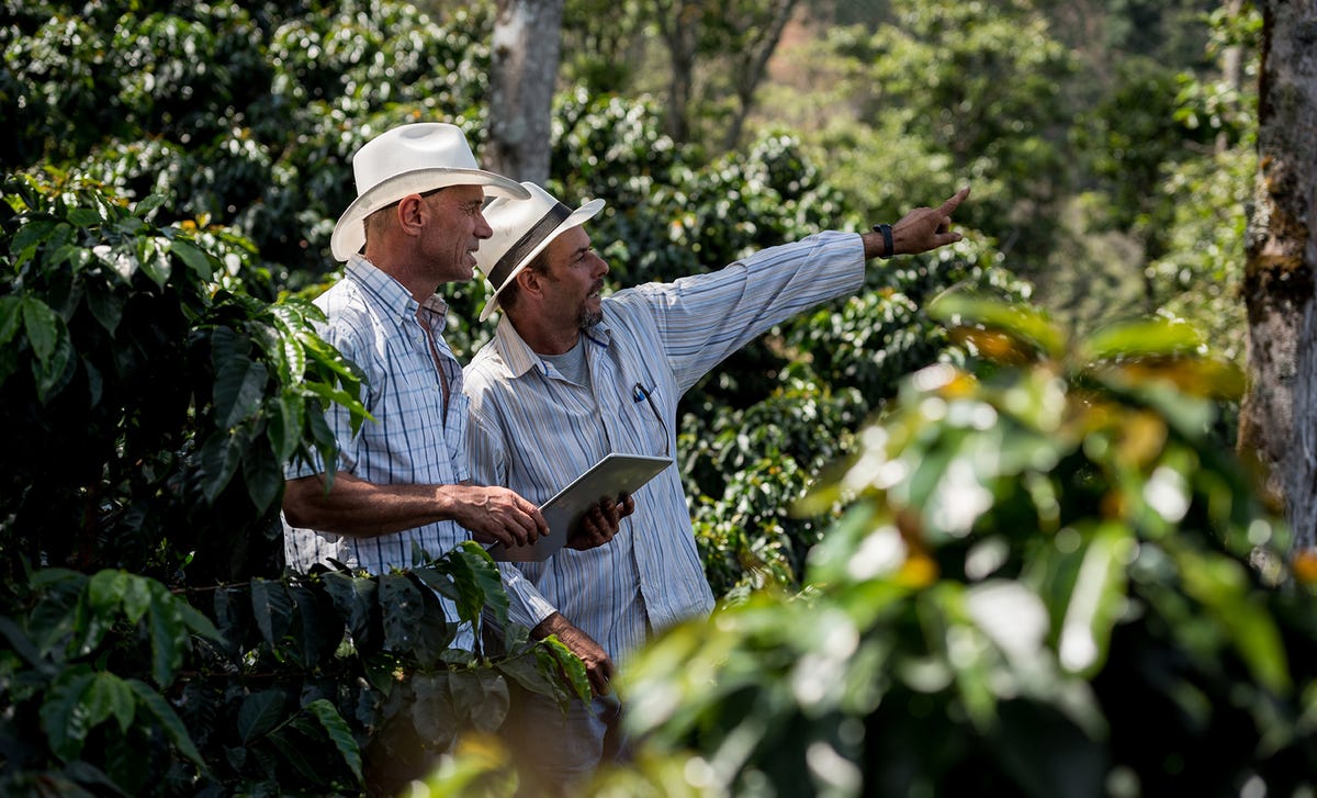 Dois fazendeiros avaliando a plantação e praticando inglês para agronegócio.