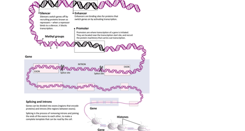 Genomics explainer: anatomy of a gene