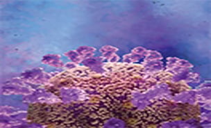 And Paradoxically, a gene variant that increases inflammation also has a protective effect on the kidneys. Seen here, kidney cell nuclei (blue) and an influx of immune regulatory cells (pink) that prevent damage in an injured kidney. (Credit: Garvan)