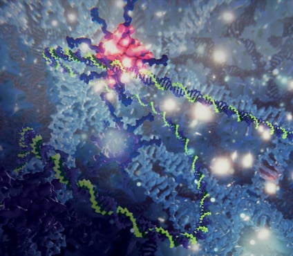 Genomics explainer: genotype and phenotype