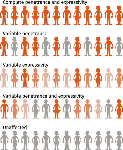 Phenotype Code Phenotype And Genotype Chart