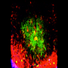 Imaging showing tingible body macrophages (red) evenly dispersed to grab the dead and dying B cells (green) inside a lymph node