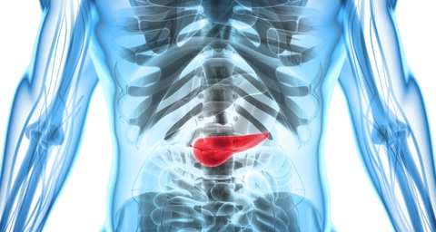 3D image of body showing the pancreas