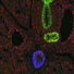 Immunoflurescence microscopy image of developing liver, gallbladder and pancreas