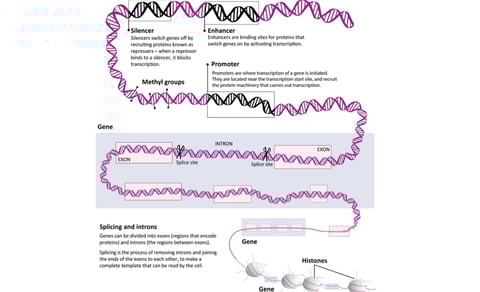 Anatomy-of-a-gene_diagram-v2-Garvan.jpg