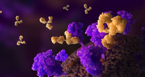 Close up image of antibody purple and yellow in colour