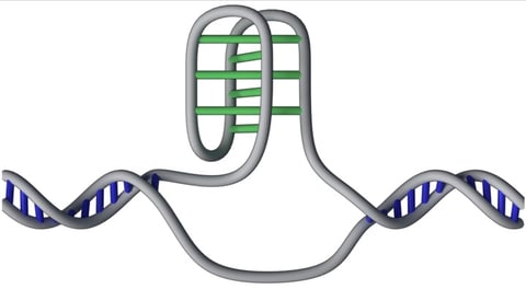The knot-like i-motif structure protruding from DNA’s double helix was ...