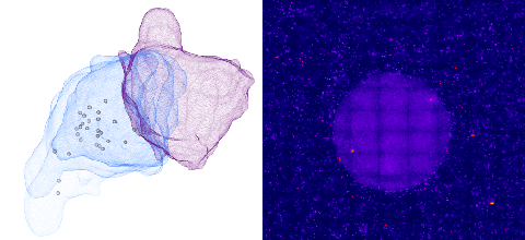 Tcells_Cancer-Mechanoimmunology-Lab_Garvan-Institute-v2.gif