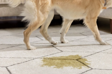 Dog with pet mess on carpet