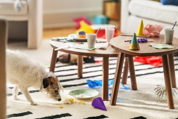 Living area with dog nearby and spills on carpet