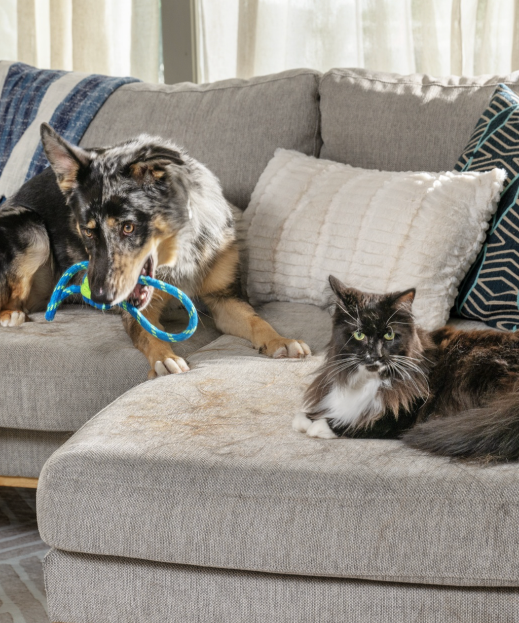 BISSELL® | Carpet Cleaners, Vacuums, Steam Cleaners & More